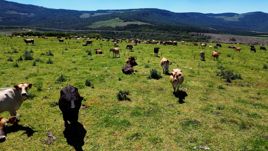 0 Bedroom Property for Sale in Stutterheim Rural Eastern Cape